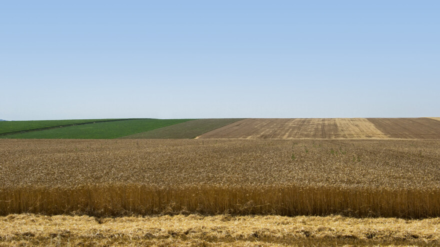 Toplotni talas: Suša žanje evropske prinose