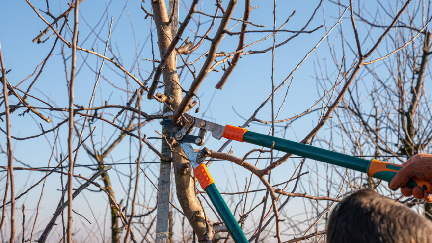Pet grešaka prilikom rezidbe voćnih stabala