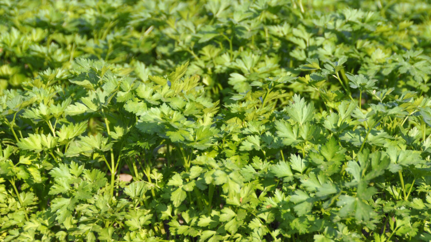 Koje se tri vrste peršuna najčešće uzgajaju i koriste?