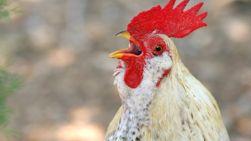 Život im je mučenje jer komšijin pijetao kukuriče 200 puta na dan?