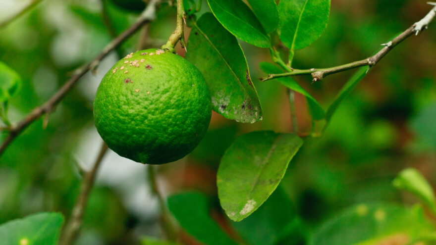 Gljivična bolest zaustavila isporuke narandže u EU: Ugrozila bi citruse i druge biljke