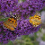 Ljetni jorgovan se brzo razmnožava i stvara ovisnost kod leptira?
