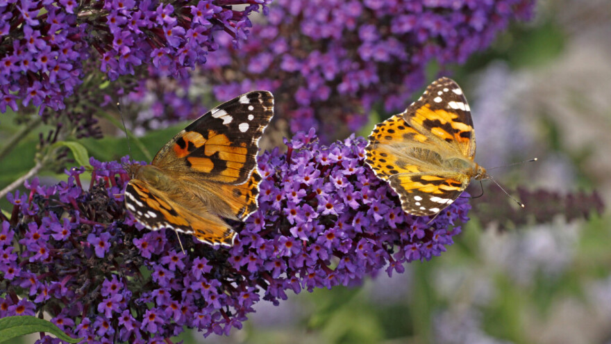 Ljetni jorgovan se brzo razmnožava i stvara ovisnost kod leptira?