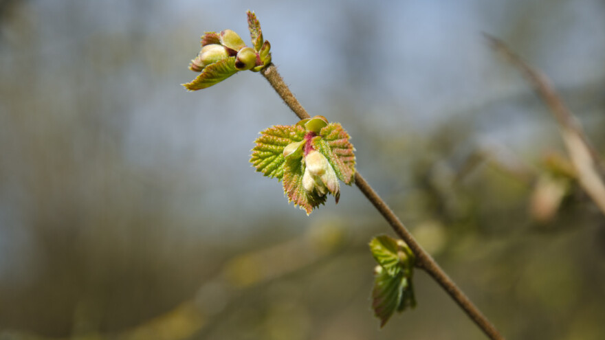 Ljeskova grinja: Kako je prepoznati i suzbiti?