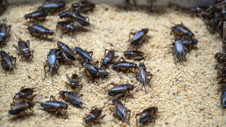 Već iduće sedmice: Brašno od kućnog zrikavca koristit će se u mnogo proizvoda