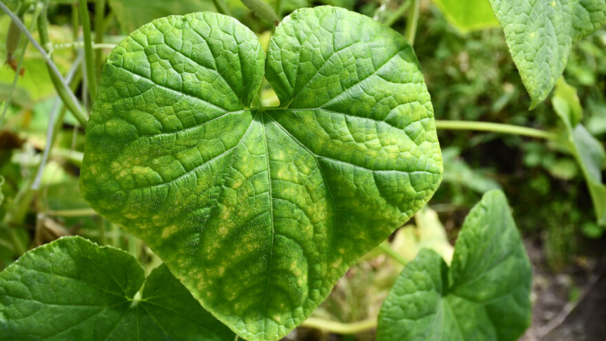 Virusna mozaičnost biljaka - koje su biljke najosetljivije?