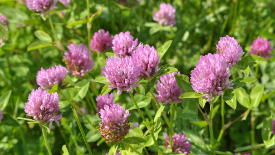 Crvena detelina: Koje su prednosti i na kakvim zemljištima je sejati?