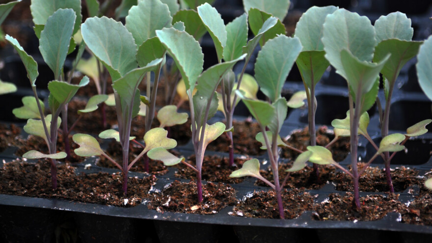 Kako proizvesti rasad kupusa?