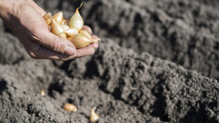 Na što paziti kod sadnje ozimog crvenog luka?