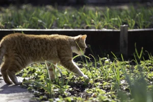 Pet načina kako da sprečite mačku da vrši nuždu u bašti