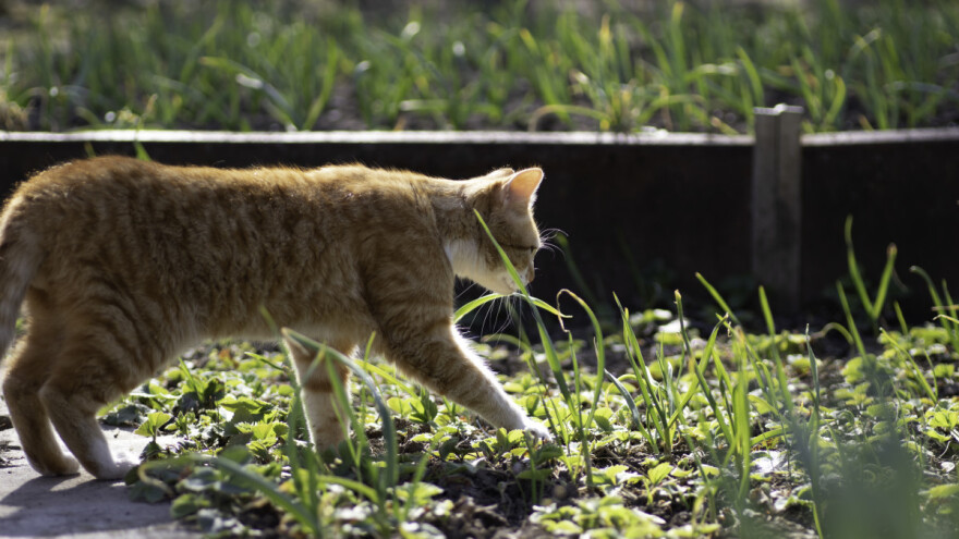 Pet načina kako da sprečite mačku da vrši nuždu u bašti