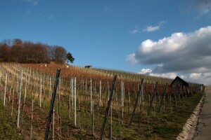 Kako pravilno primijeniti gnojiva na nagnutim i zatravljenim vinogradima?