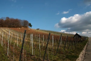 Kako pravilno primeniti đubriva na strmim i zatravljenim vinogradima?