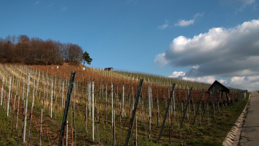 Kako pravilno primeniti đubriva na strmim i zatravljenim vinogradima?