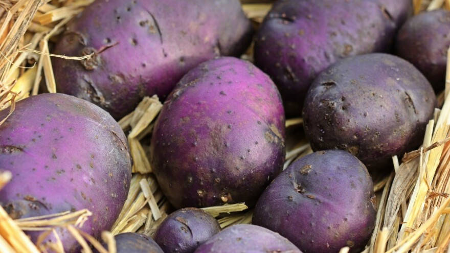 Indijski plavi krompir: Ušteda za potrošače, ali i proizvođače