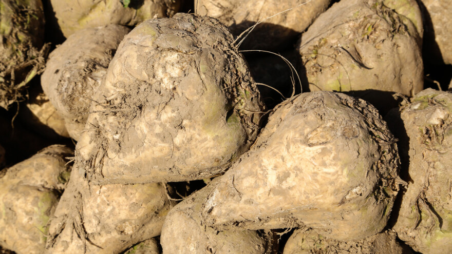 Gumoza šećerne repe se sve više javlja - kakve veze ima s jesenskom sjetvom?