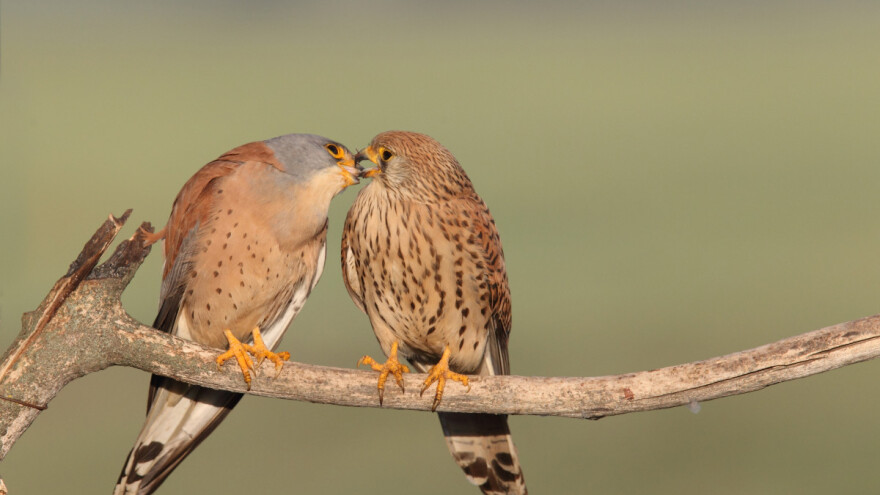 Intenzivna poljoprivreda je najveća pojedinačna pretnja pticama u svetu?