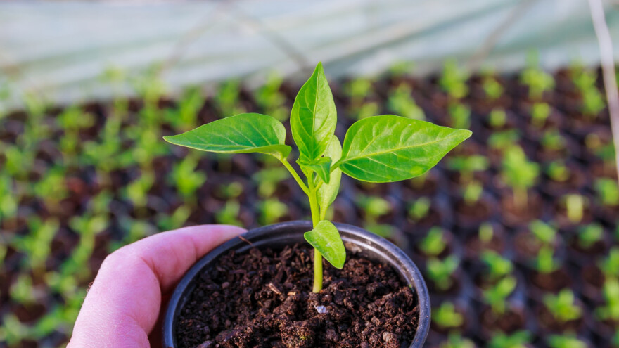Sadnja paprike: Na otvorenom poslije prve dekade maja