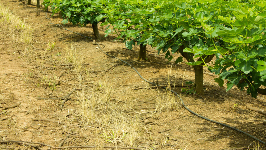 Kako đubriti mlada stabla smokve i zaštititi ih od mraza?