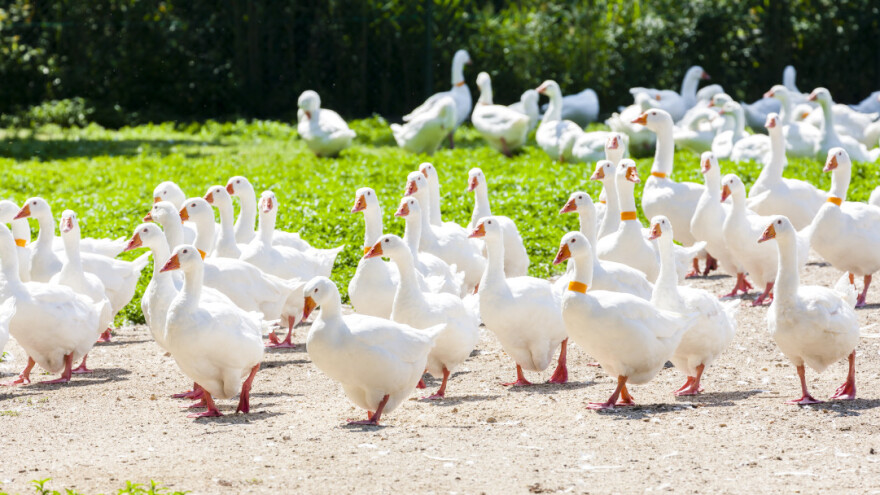 Uzgajanje gusaka: Troškovi hrane minimalni, jer same traže travu i insekte