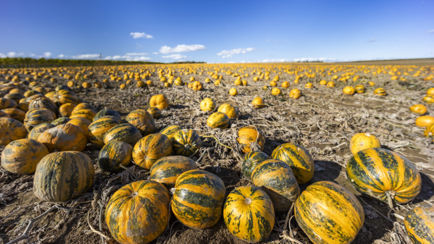 Kojih je TOP 10 uzgajivača uljne tikve u Hrvatskoj?