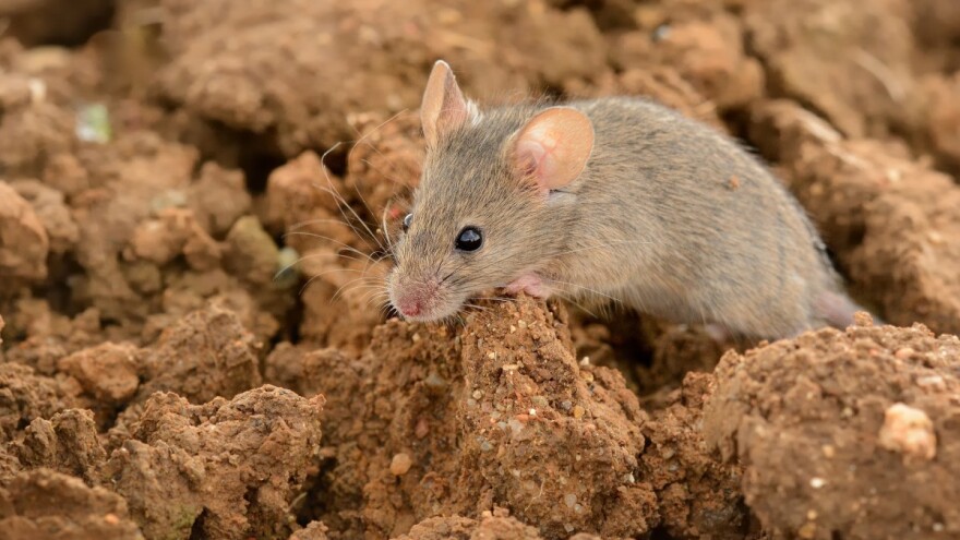 Kako kontrolirati miševe u bašti? Smetaju im intenzivni mirisi