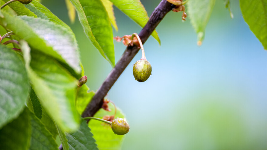 Češka: Trešnje i jabuke najviše nastradale zbog mraza - štete su milionske