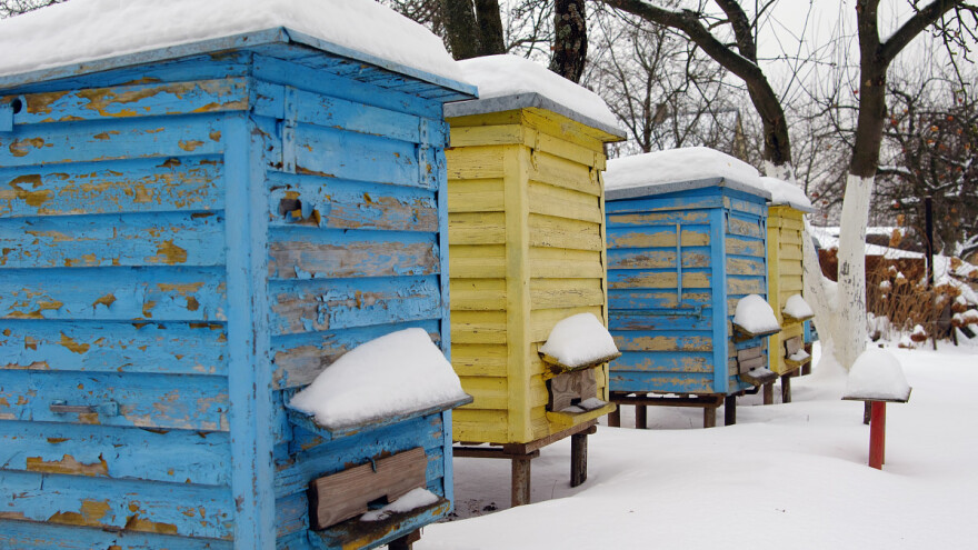 Katastrofalna godina za EU pčelare - čeka se izmena Direktive o medu