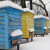 Katastrofalna godina za EU pčelare - čeka se izmjena Direktive o medu