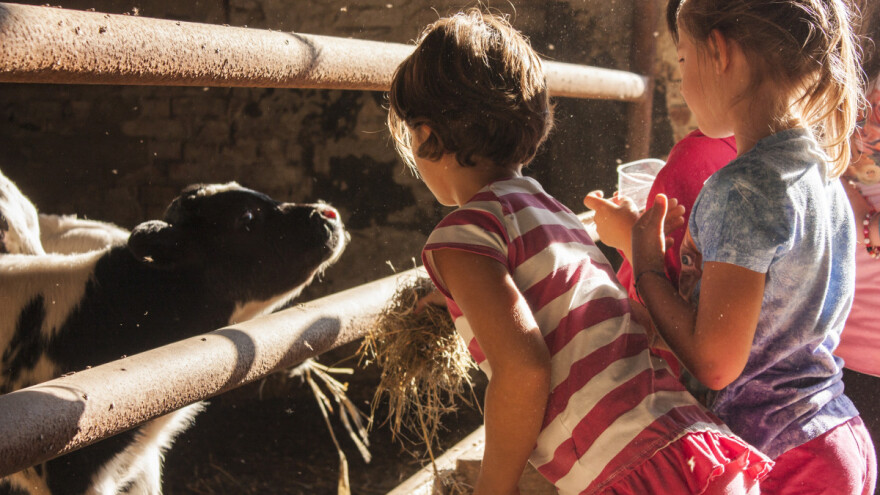 Mlečni protein u štalskoj prašini sprečava alergije?