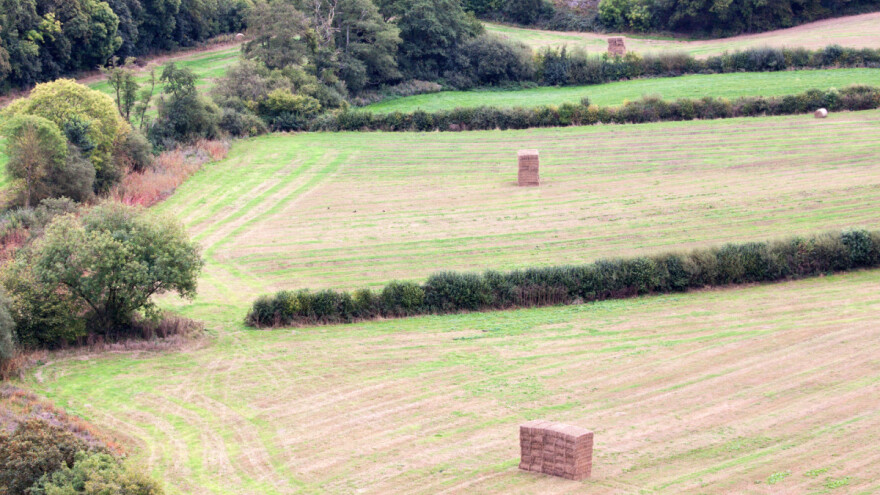 Ograđivanje posjeda: Izbor odgovarajuće živice ovisi od namjene