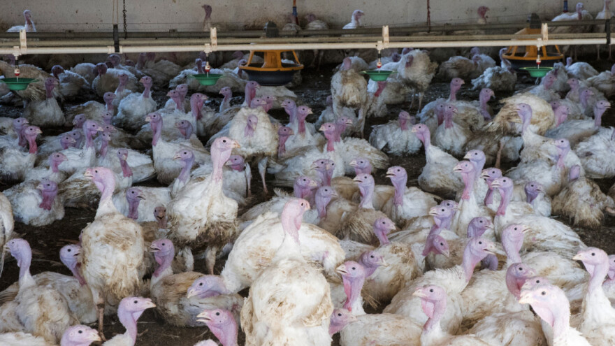 Na farmi ćuraka u Italiji potvrđen ptičji grip