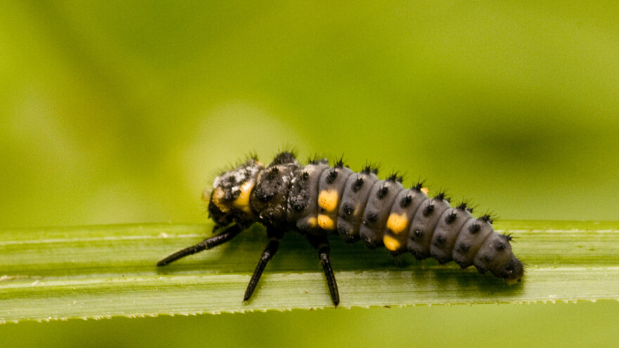 Korisna bubamara: U toku života pojede oko 6.000 raznih štetočina