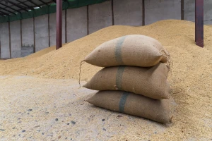 Prvi u svetu dozvolili brašno od GMO pšenice - mlinari negoduju