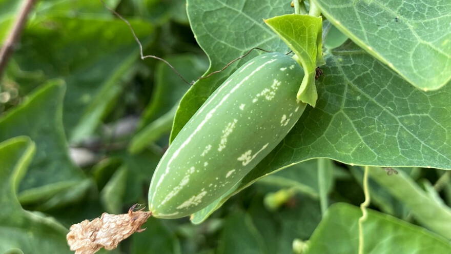 Kokcinija - egzotična bršljenasta tikva koja podnosi i našu klimu