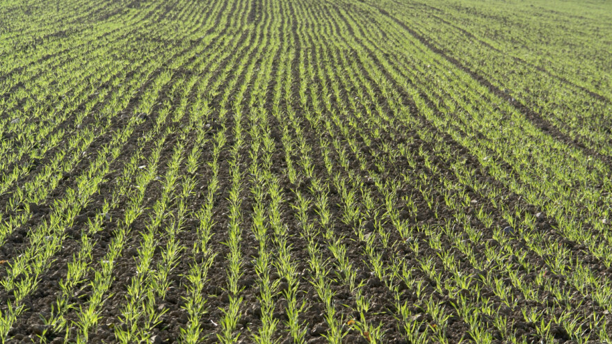 Evropom se širi nova bolest ječma - napada i druge usjeve