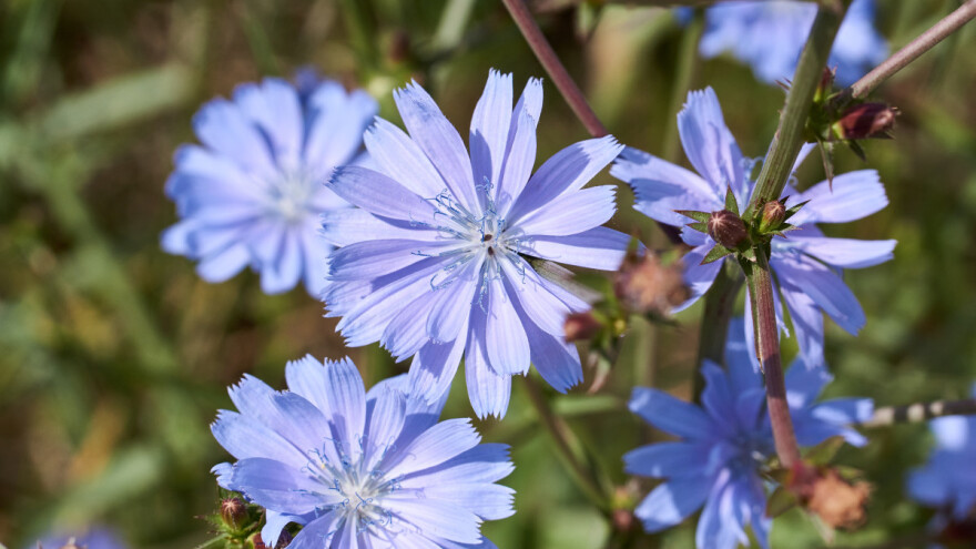 Cikorija - lagana za uzgoj, a primenljiva od kozmetike do ishrane stoke