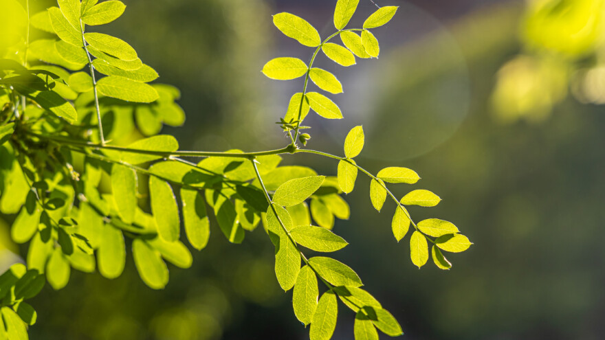 Suzbijanje bagrema: Šta nikako ne smijete raditi?