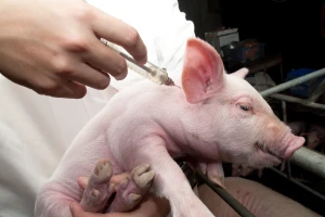 Dobre vijesti: Gotovo prepolovljena prodaja antibiotika u veterinarstvu