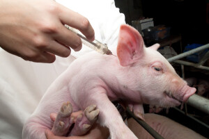Dobre vijesti: Gotovo prepolovljena prodaja antibiotika u veterinarstvu