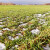 Snježna plijesan na žitaricama i travama