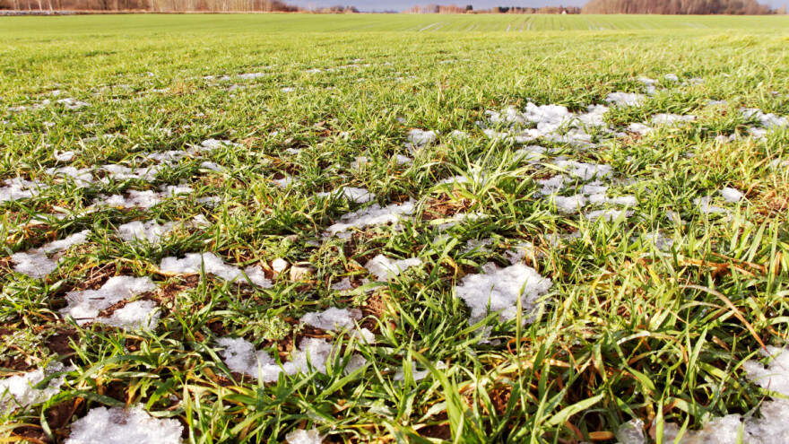 Snežna plesan na žitaricama i travama