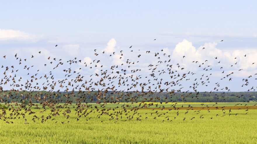 Ima nade za obične ptice? Usporava se stopa opadanje njihove populacije