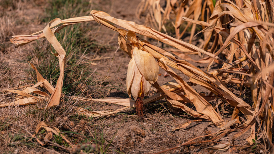 Slabija žetva, manje zaliha i iskorišćenosti žitarica u sezoni 2022/23?