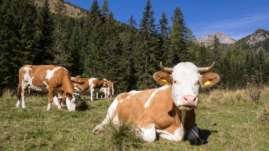 Više ljudi nastrada od napada krave nego od vuka - kaže Sinkevičius