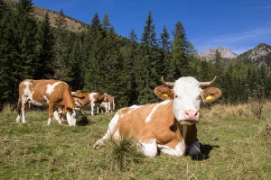 Više ljudi nastrada od napada krave nego nakon susreta s vukom - kaže Sinkevičius