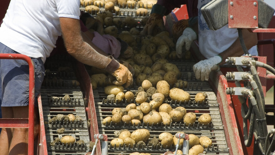 Ukrajinski krumpir najjeftiniji u Europi - gdje ga izvoze?
