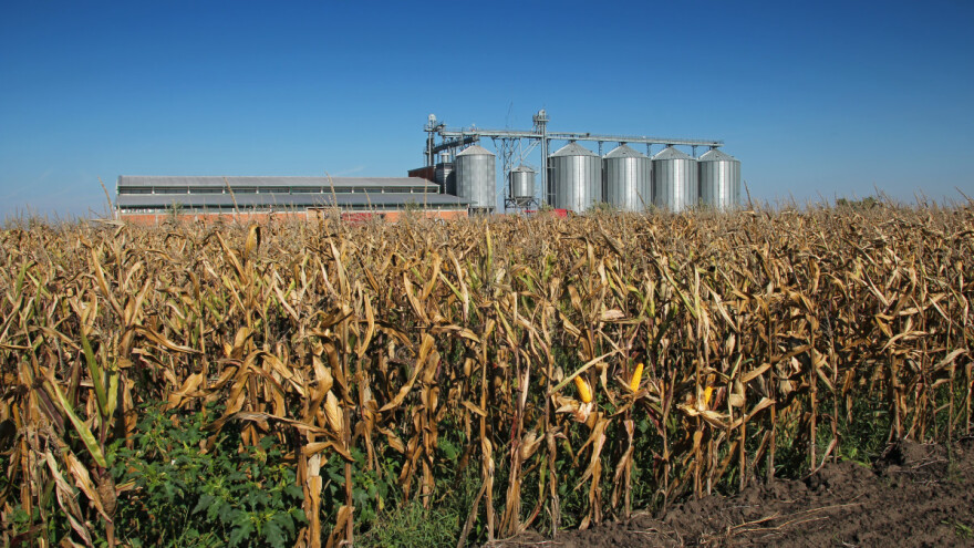 Svjetske zalihe kukuruza na najnižem nivou