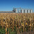 Svjetske zalihe kukuruza na najnižoj razini