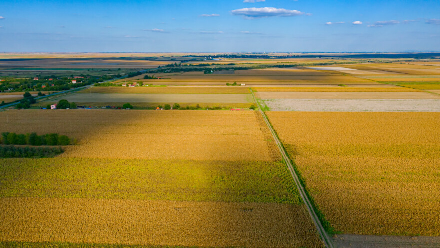 Prognoza uroda žitarica: Bit će manje pšenice, kukuruz značajno podbacio